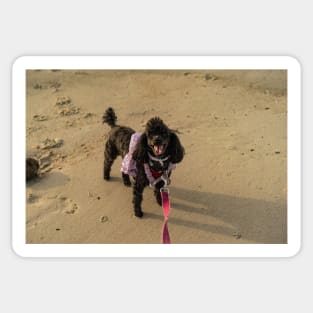 Toy poodle at beach Sticker